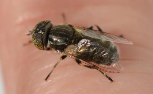 Réf. 318 962 : Eristalinus aeneus